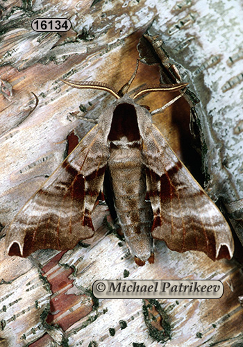Twin-spotted Sphinx (Smerinthus jamaicensis)